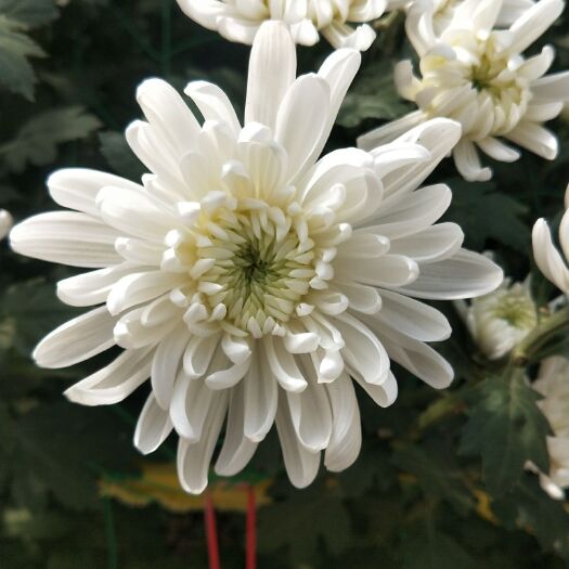 莒南县 白菊