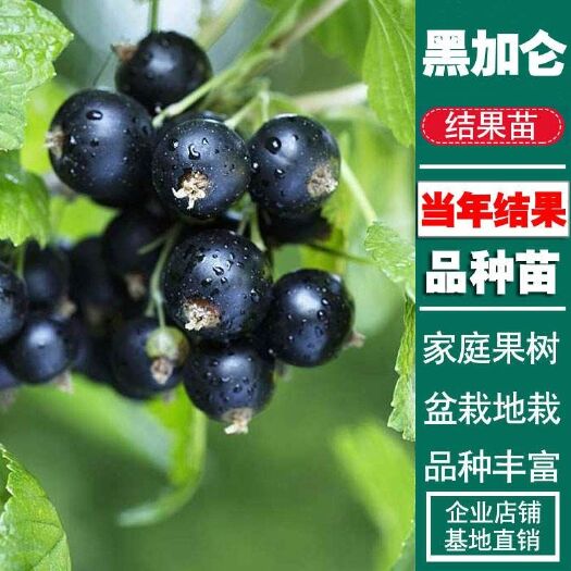 平邑县黑加仑苗 树葡萄苗  黑加仑 基地直销 现挖现发