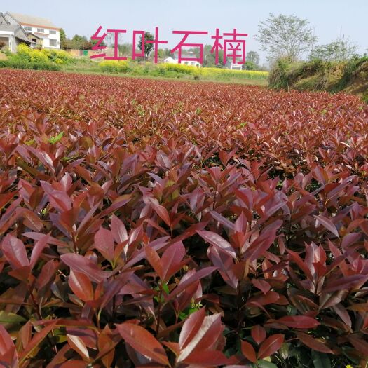 松滋市 红叶石楠大杯和小杯苗，可做色块也可做球！
