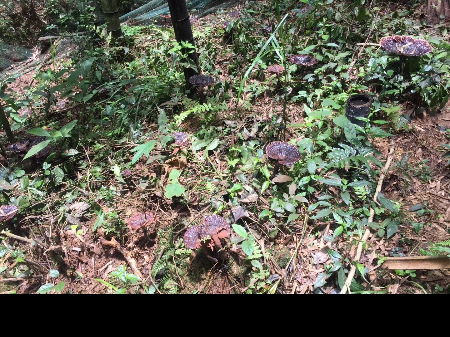黑灵芝  深山生态灵芝