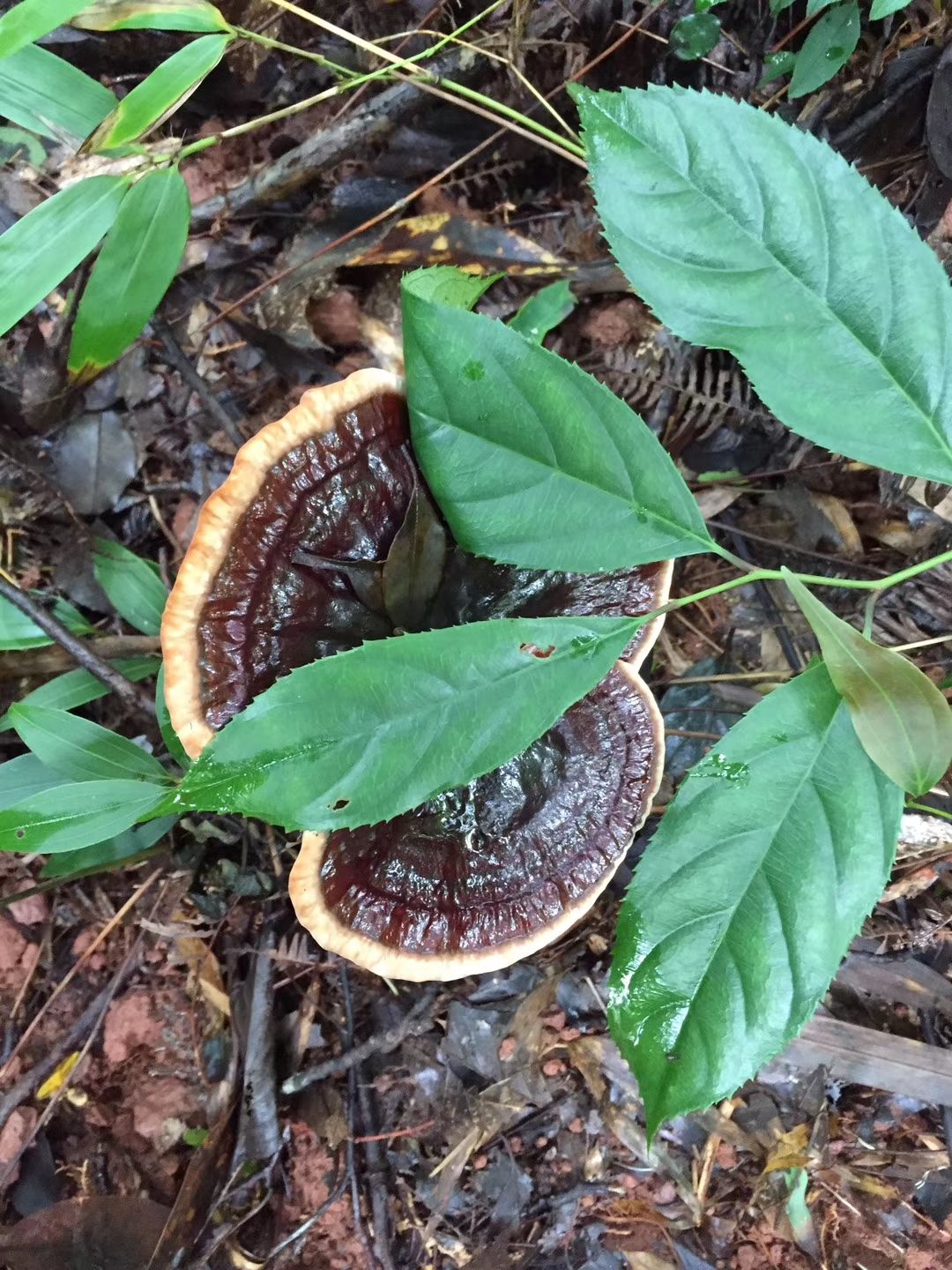 黑灵芝  深山生态灵芝