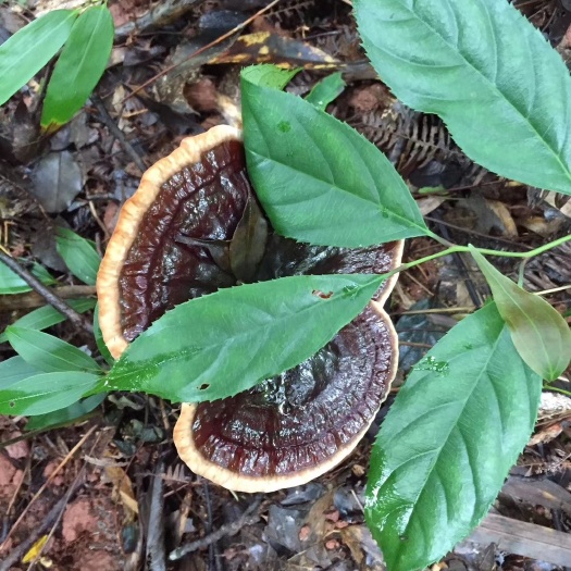 灵川县黑灵芝  深山生态灵芝