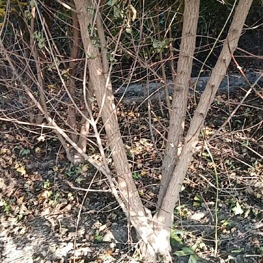 保定五角枫