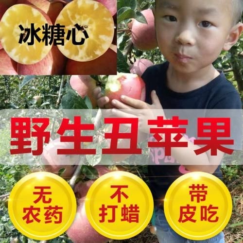 平邑县 冰糖心苹果苗