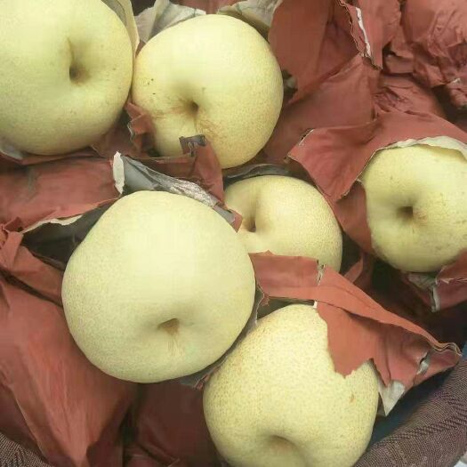 渭南 梨酥梨