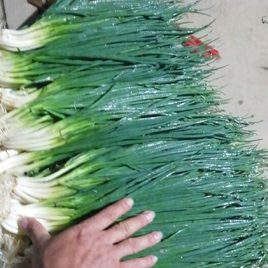玉溪 精品小香葱，价格优惠，长年有货