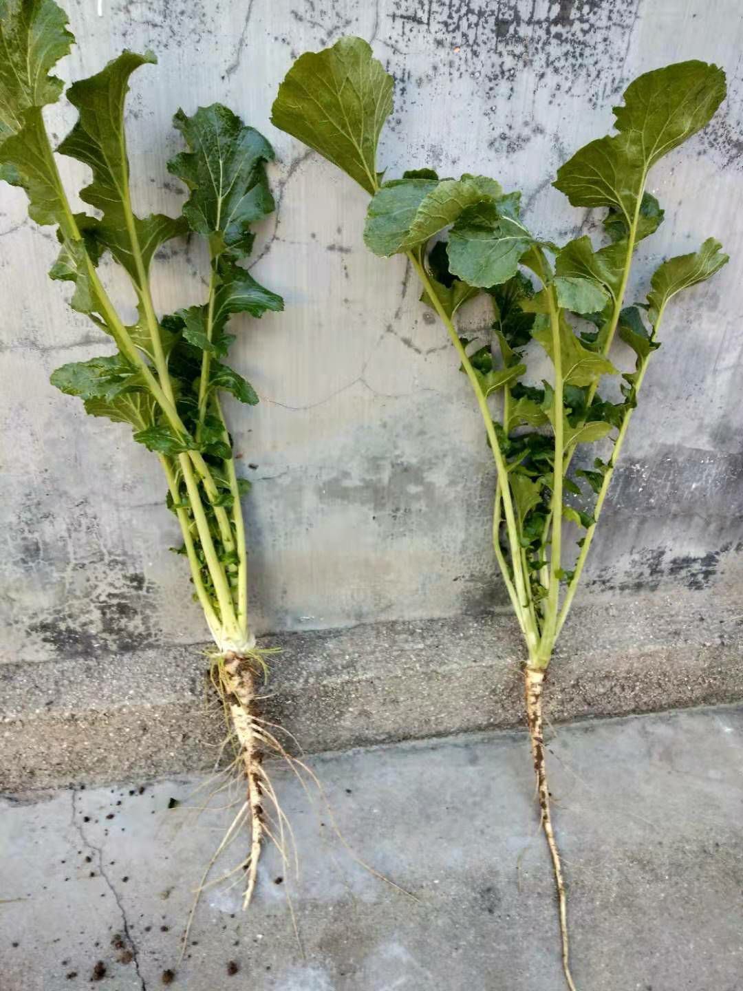  天然无公害自家种植西洋参花旗参山参