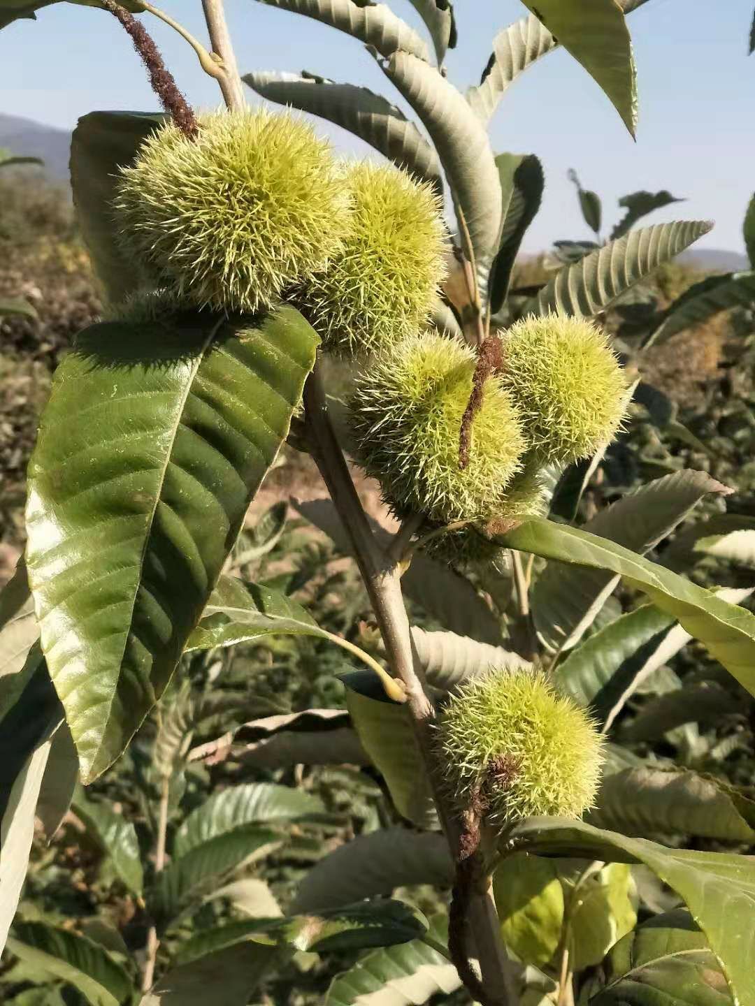  大红袍板栗苗