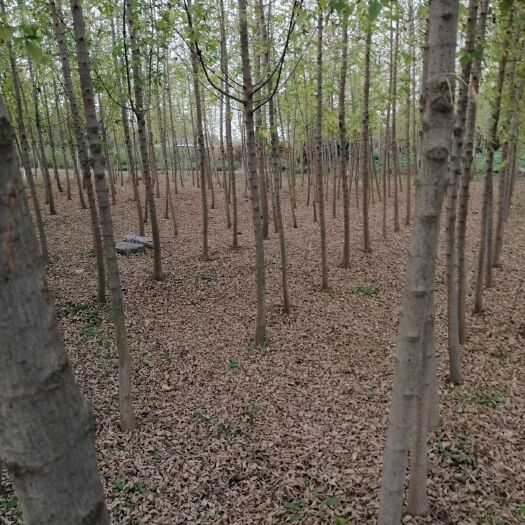 砀山县花叶复叶槭 复叶槭，金叶复叶槭，青叶复叶槭有1.7一2公分，高2一3米苗