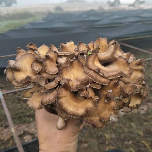丹寨縣灰樹花菌種 灰樹花