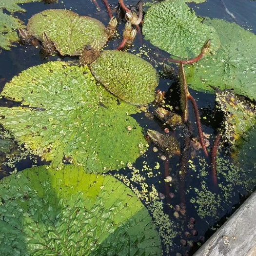 天长市 刺芡苏芡鸡头果，芡实优惠销售