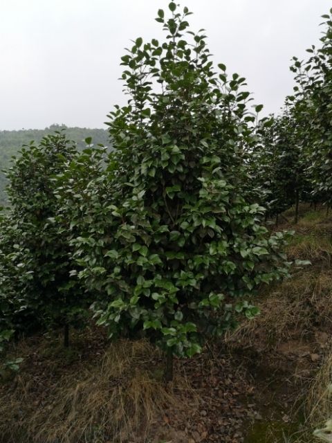 山茶花   高县泳清茶花种植场
大量精品茶花出售