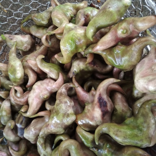 泰州现摘新鲜菱角牛角菱风菱脱皮老菱角