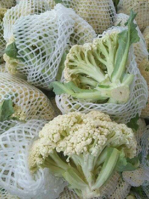 白花菜  精品有机花菜