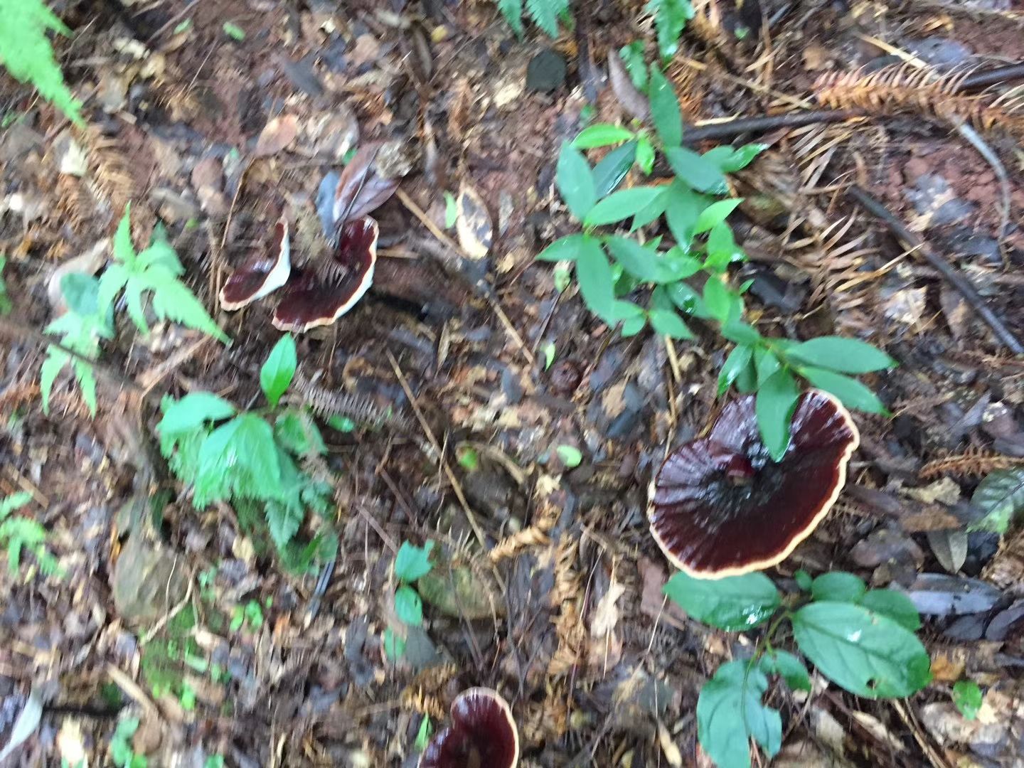 黑灵芝  深山生态灵芝