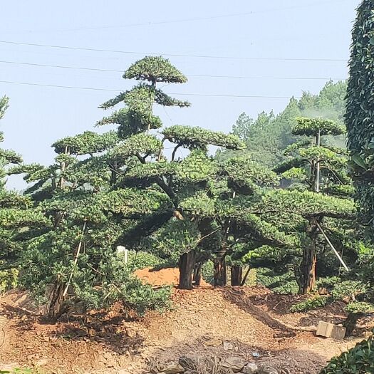 株洲 好消息！好消息！湖南友缘造型罗汉松基地开卖了。