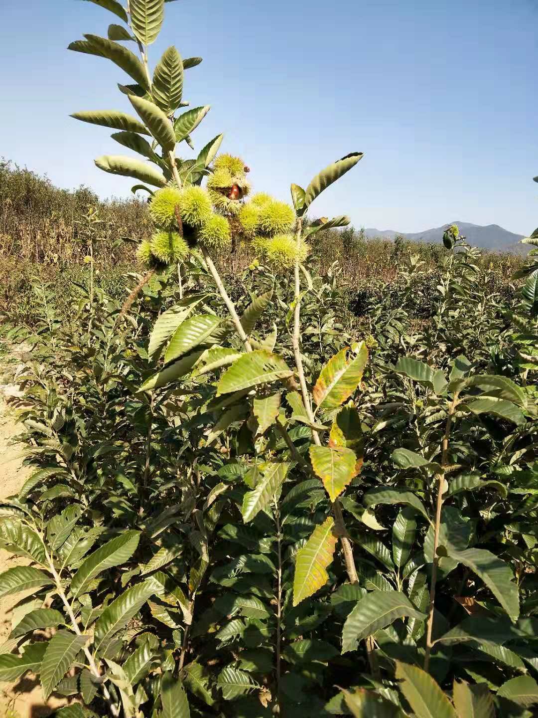  大红袍板栗苗