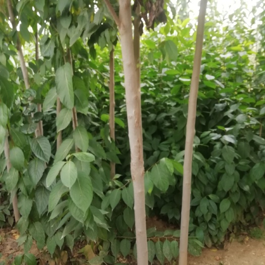 泰安 杜仲树苗，杜仲苗，泰安杜仲树苗