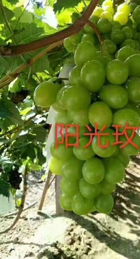 平邑县 阳光玫瑰葡萄苗