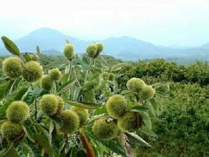  大红袍板栗苗