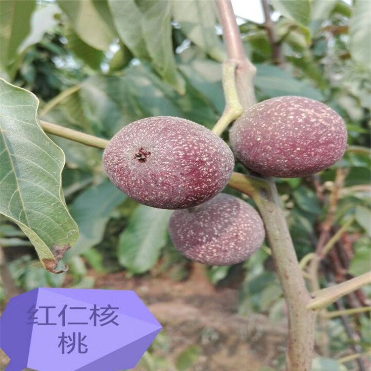  核桃苗 嫁接美国红仁核桃苗 包品种包成活 基地直销