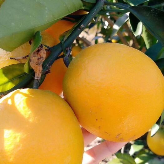 瑞金市赣南脐橙 60 - 65mm 4-8两