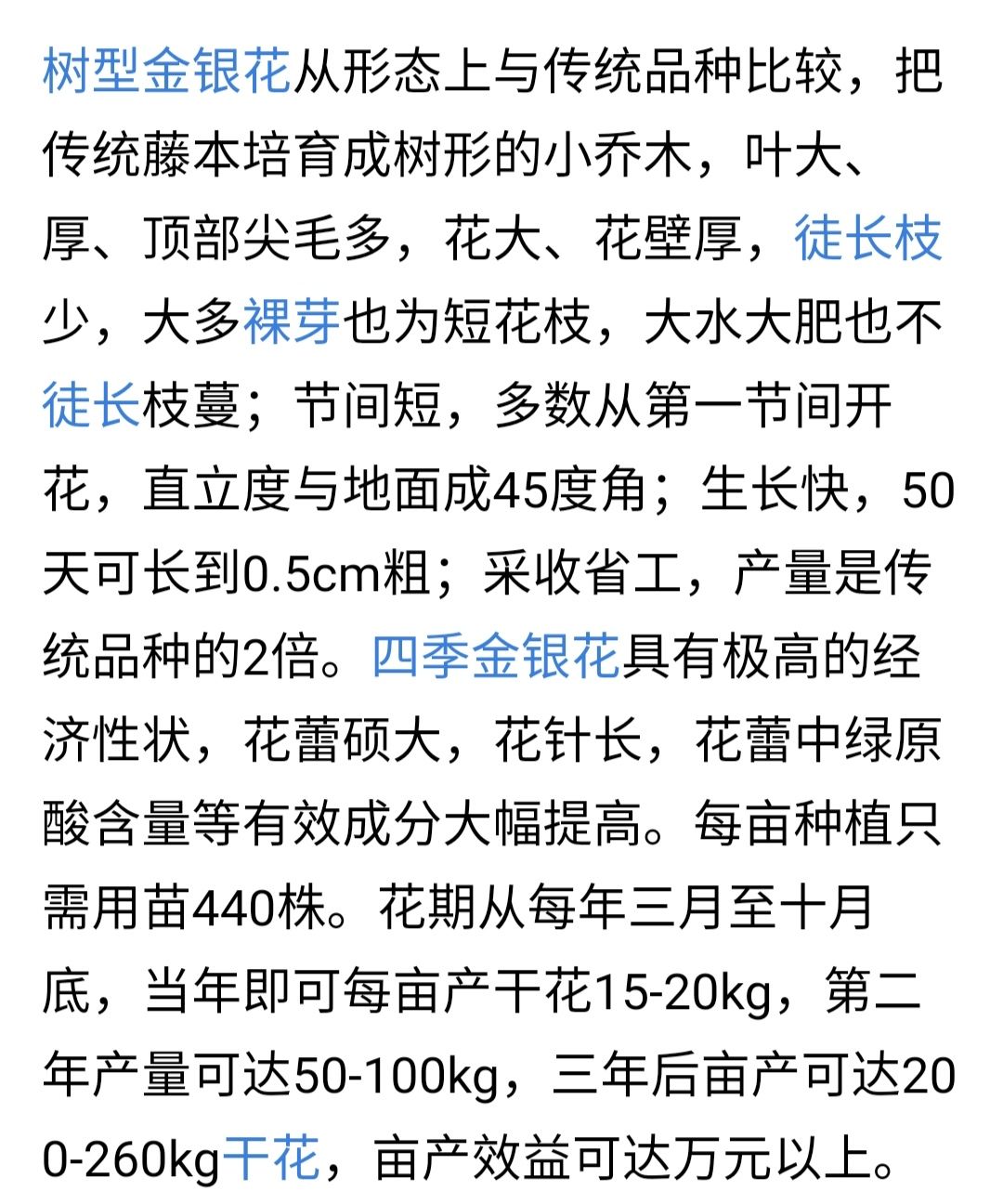 四季金银花苗 四季金银花树苗，树型金银花当年开花品种纯正盆栽地栽开花集中。