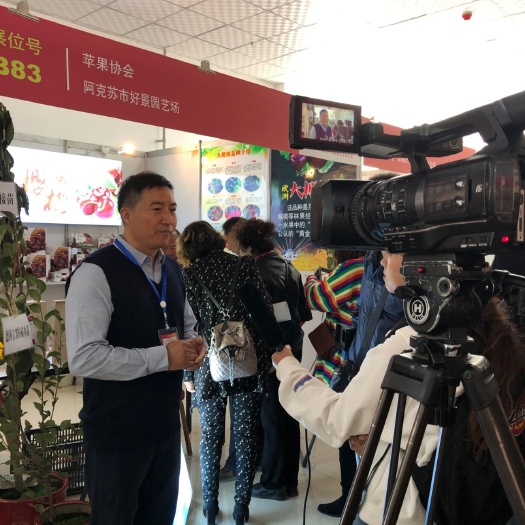 阿克苏市 新疆本地大樱桃苗