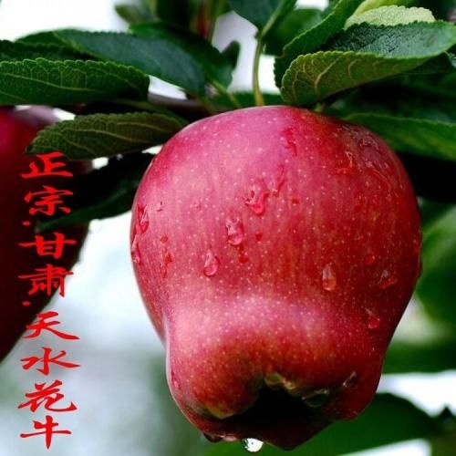 平邑县花牛苹果树苗 1~1.5米