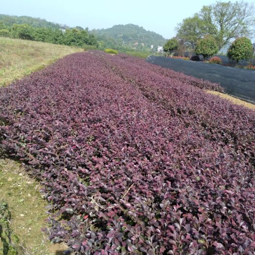 长沙县 长期大量供应地苗红花继木小苗，欢迎新老客户订购