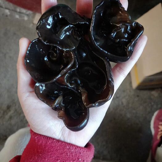 集安市东北黑木耳  小碗秋木耳