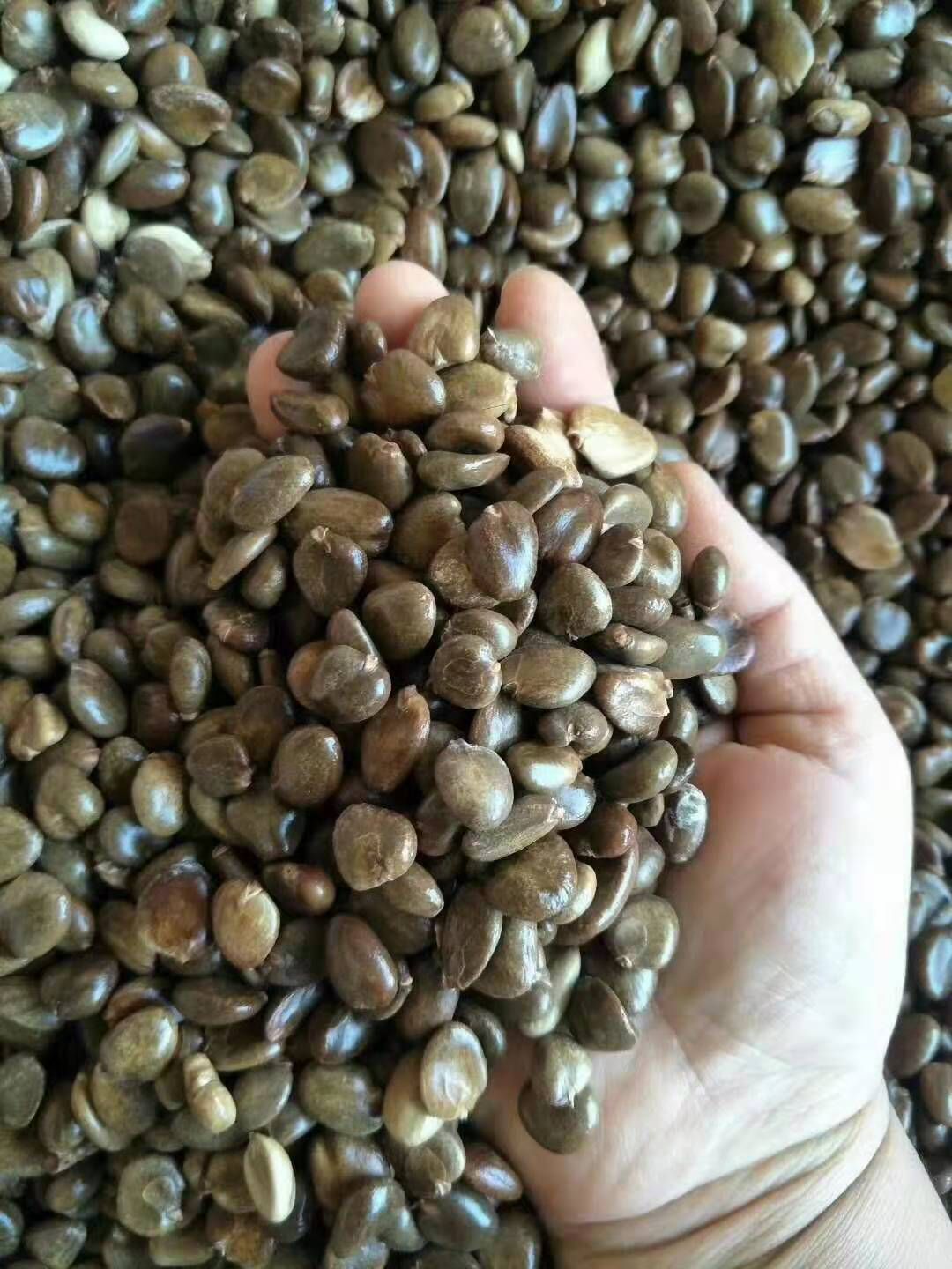 鄱阳县黑老虎种子 布福娜种子批发
