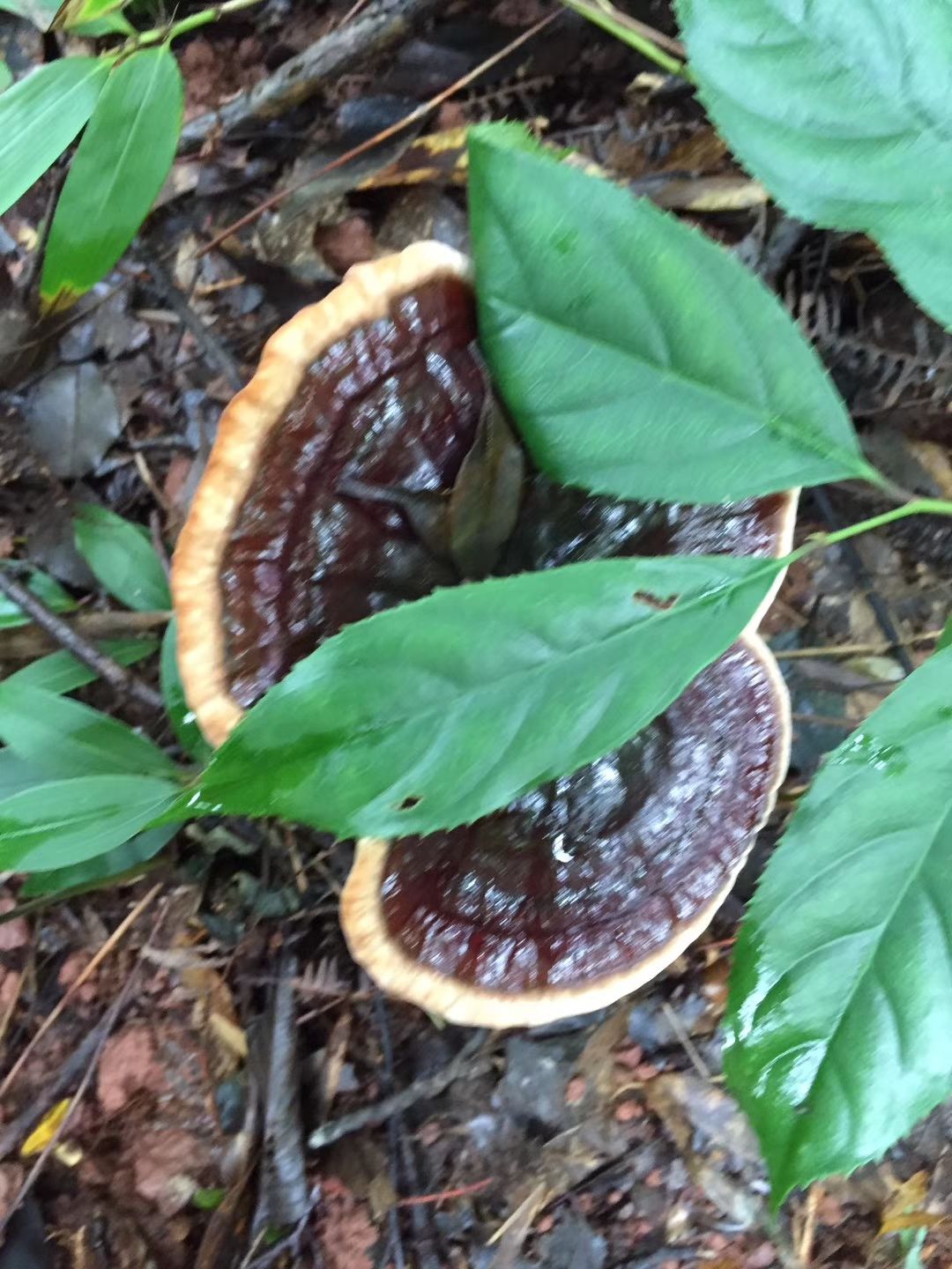 黑灵芝  深山生态灵芝