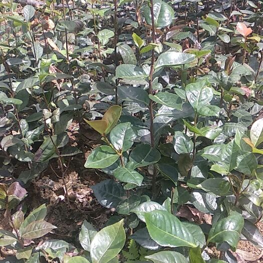 云县油茶苗 大量供应红花油茶实生苗杯苗，嫁接苗