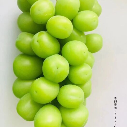 菏泽蓝宝石葡萄苗 自根自育甜蜜蓝宝石苗，浪漫红颜，阳光玫瑰扦插葡之梦，燎峰，