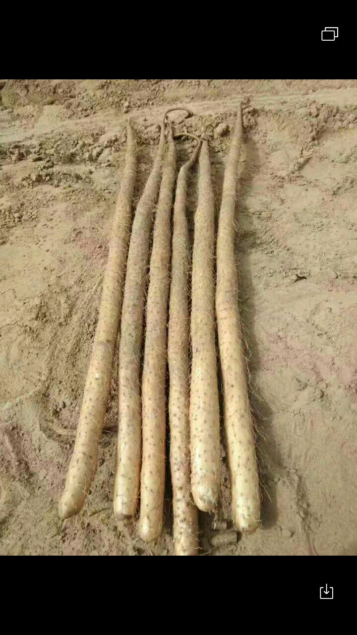  大量151批发7688销售铁棍山药7400