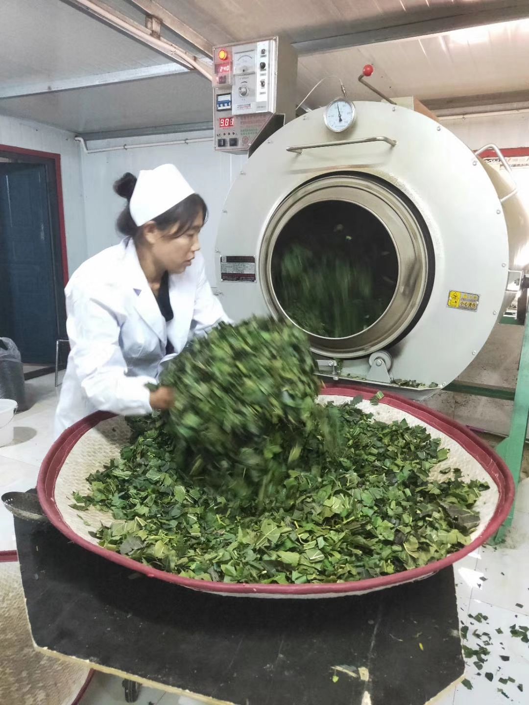桑葚茶 大清国母孝庄皇太后故里科尔沁草原古桑神茶