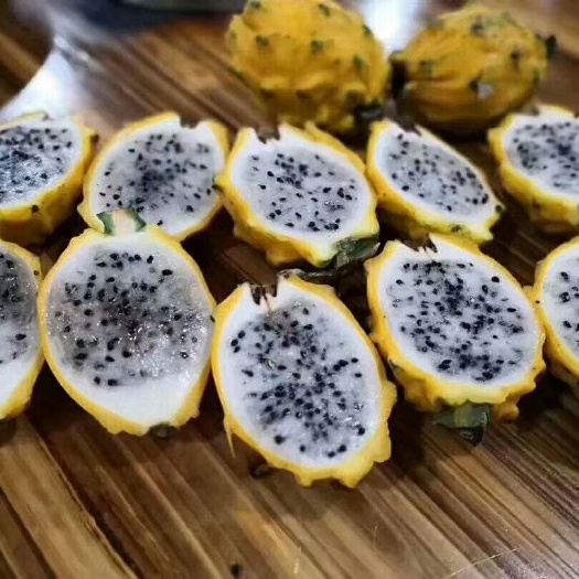 灵山县燕窝火龙果苗