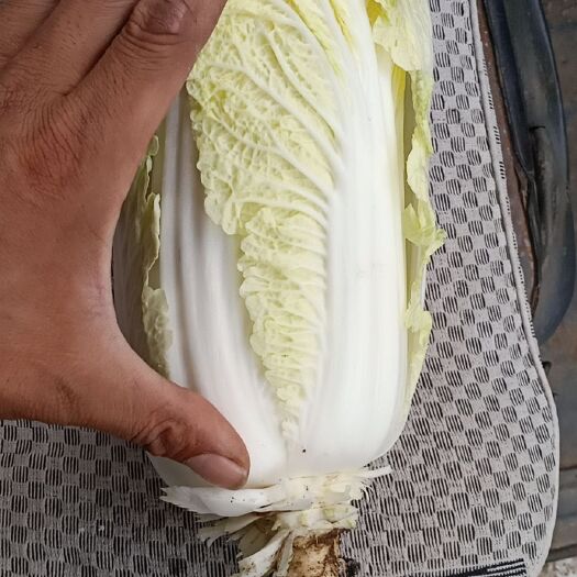 枣庄高山娃娃菜 4~5两以上