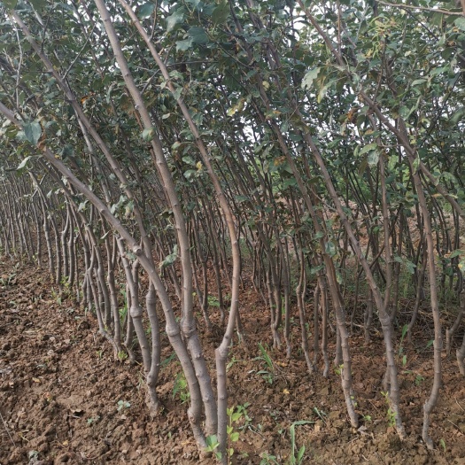 绛县 苹果苗，矮化苹果树苗