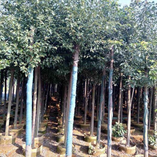 长沙县 大量供应货苗8一10公分香樟，欢迎新老客户联系定购