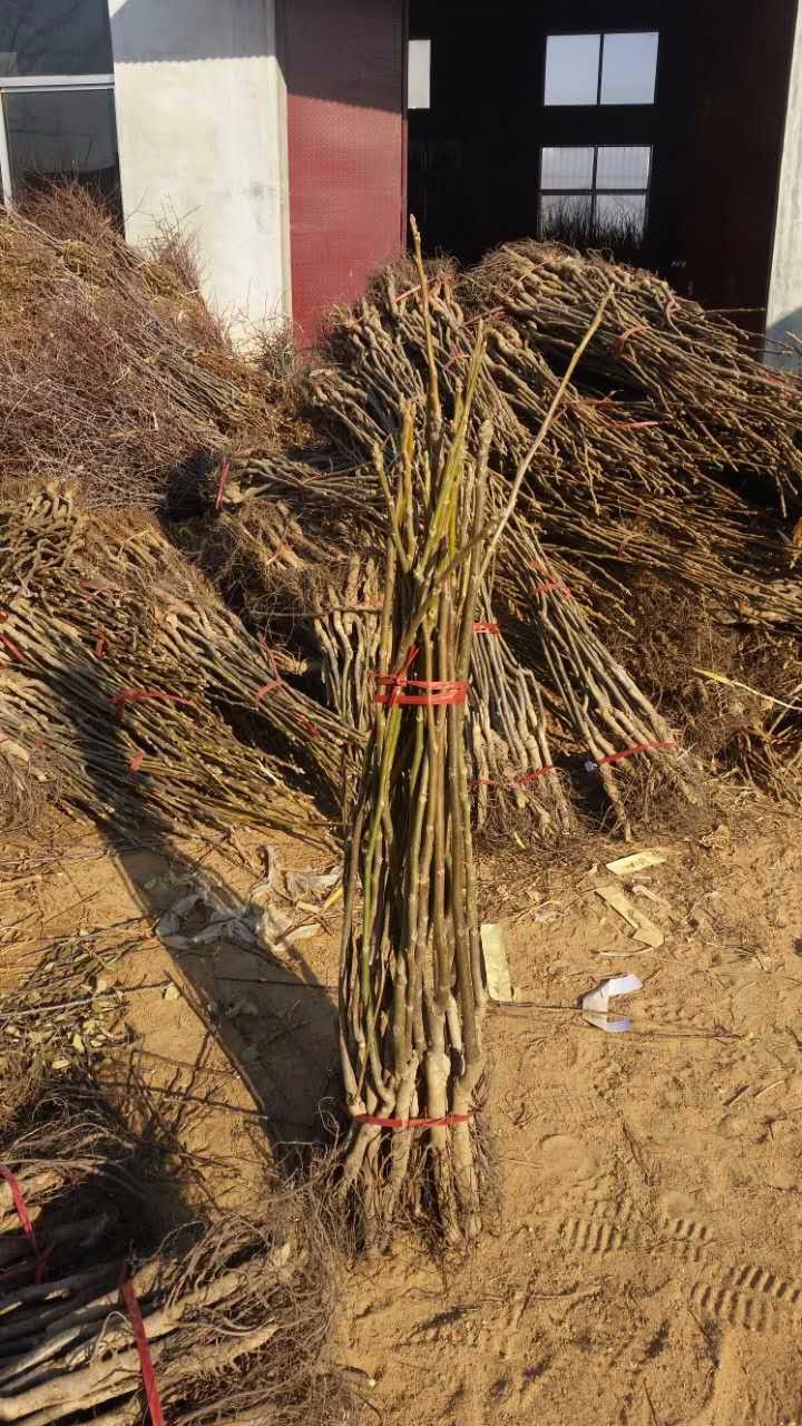  核桃苗 嫁接美国红仁核桃苗 包品种包成活 基地直销