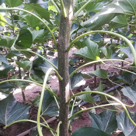 延津县楸树苗 子生苗，单颗种植，成活率高，一年苗，1公分至3公分都有，