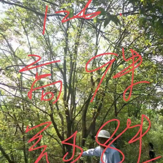 开平市 朴树