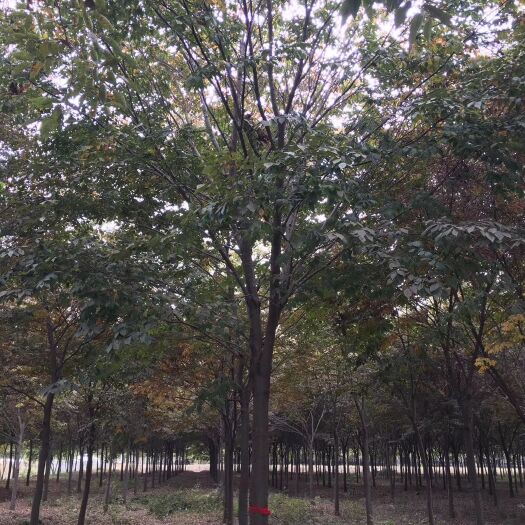 沭阳县红榉  榉树