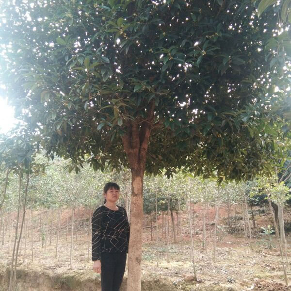  自家的原生香樟，桂花，枫香可批量供应。