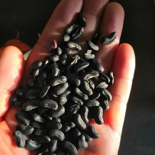 成都豆角种子  无茎豆刚豆豇豆将豆钢豆缸豆小青龙不搭架种籽子