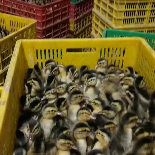 宾阳县 每三天就有三万到店面大种桂林青头鸭苗，货物安排紧张