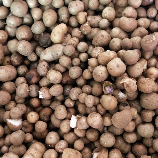 武陟县 铁棍山药蛋