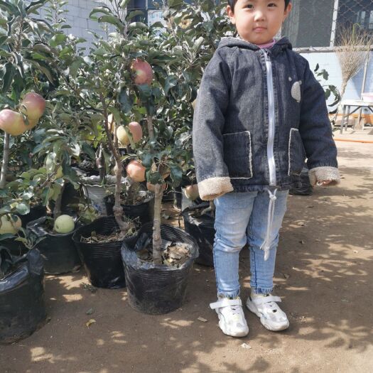 平邑县 直销苹果盆栽，富贵果长寿果盆栽南北方阳台种植